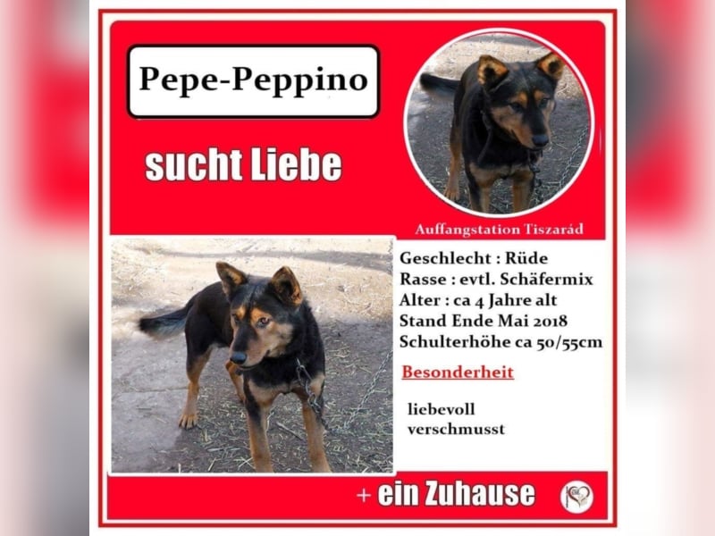 Pepe-Pepino