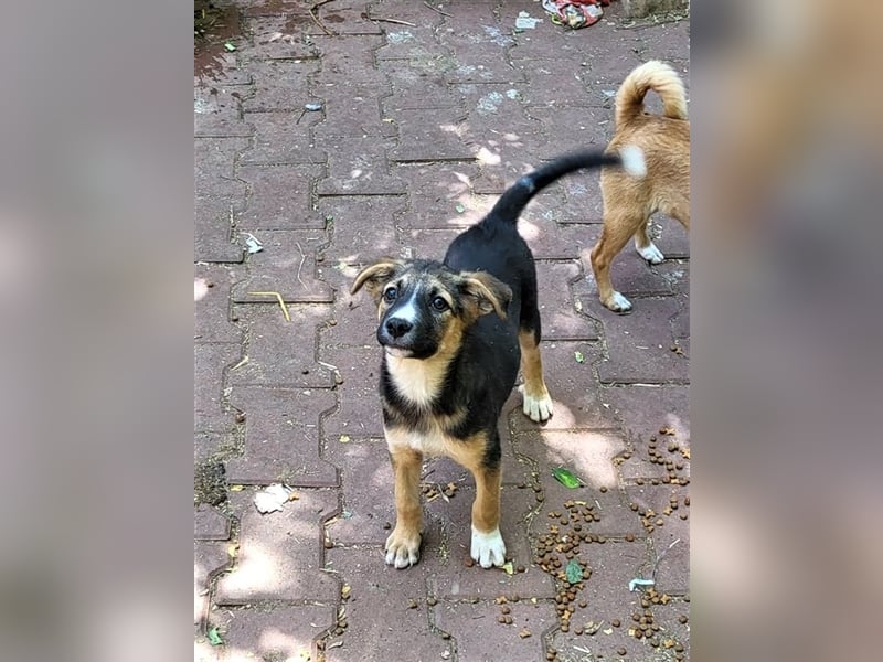 JIMMY - darf er mit dir die Welt entdecken?