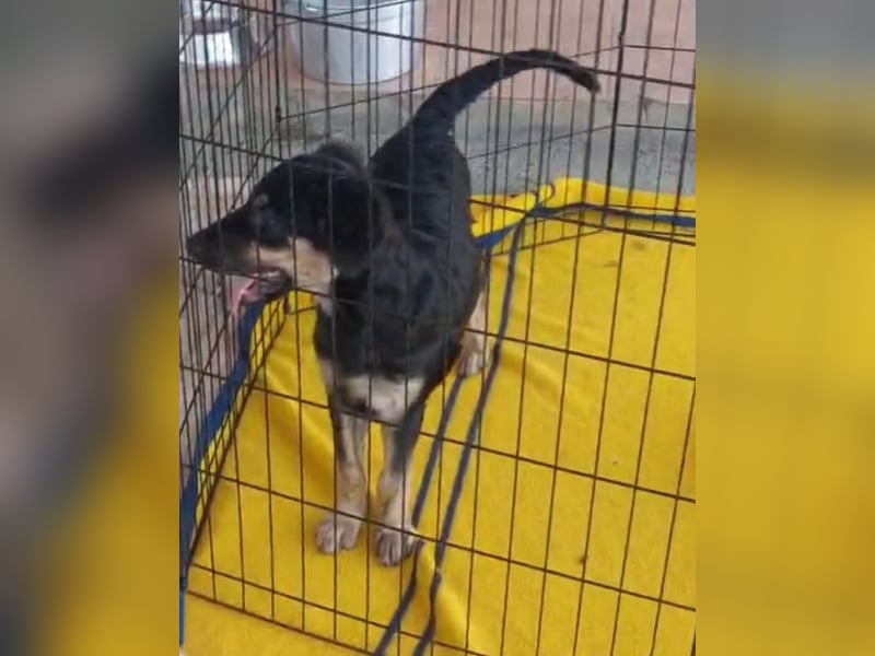 Liberotto: süßer Fratz sucht Kuschelplatz