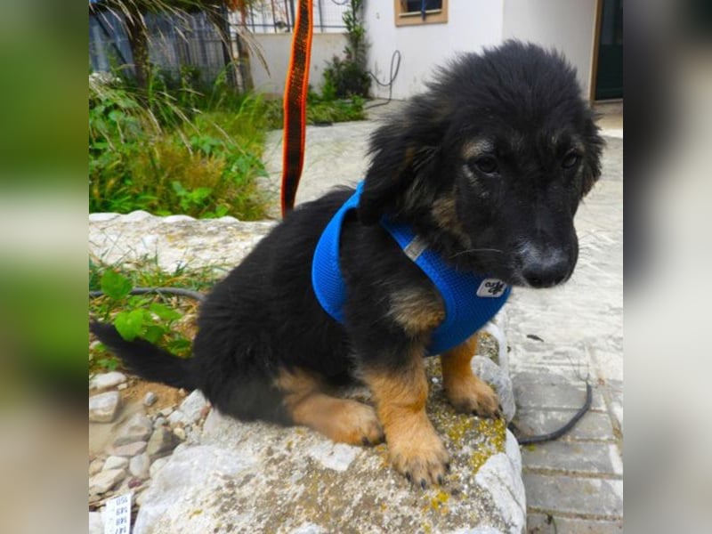Gobi sucht ein Zuhause