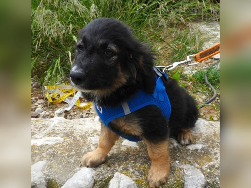 Gobi sucht ein Zuhause