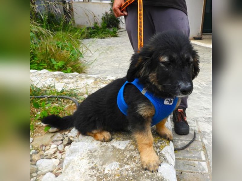 Gobi sucht ein Zuhause