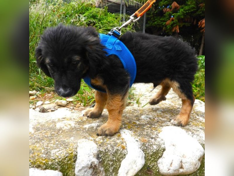 Gobi sucht ein Zuhause