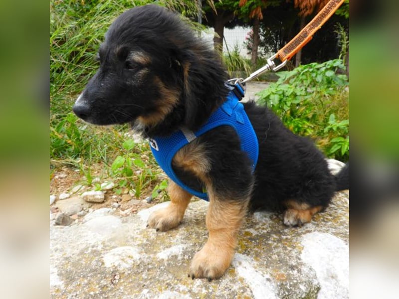 Gobi sucht ein Zuhause