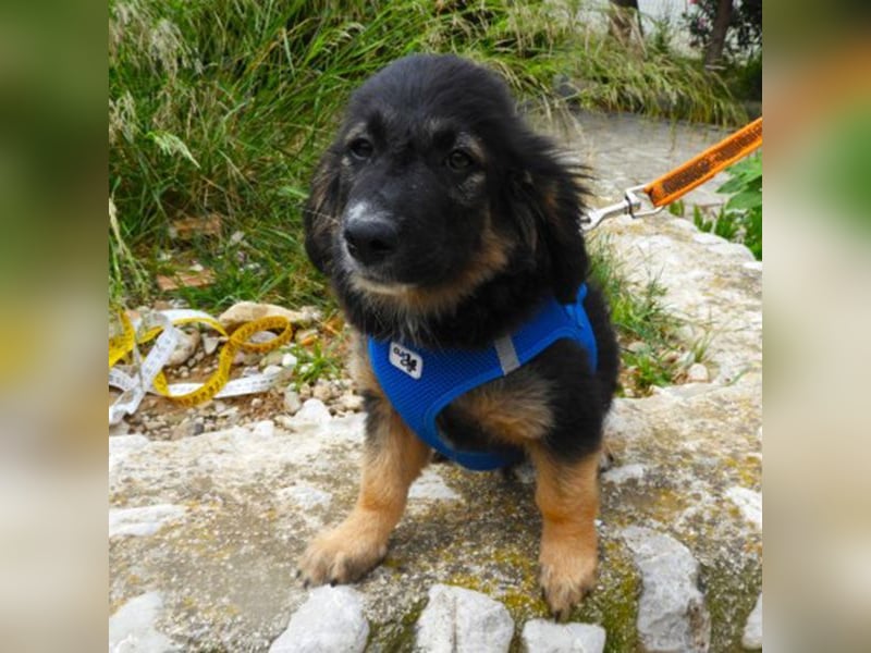 Gobi sucht ein Zuhause