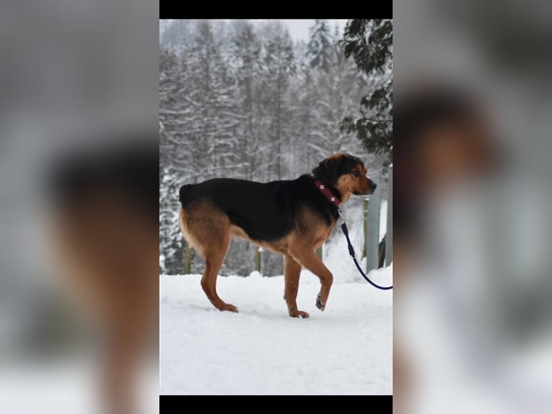 Benno (Rotti)