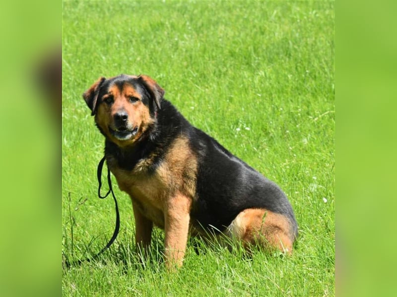 Benno (Rotti)