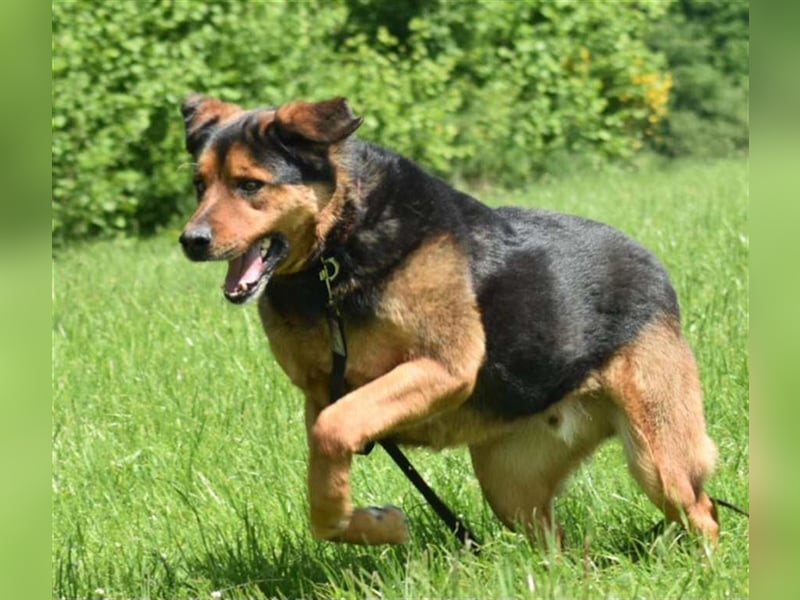 Benno (Rotti)