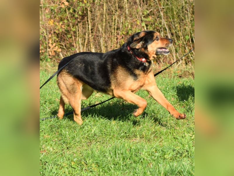 Benno (Rotti)