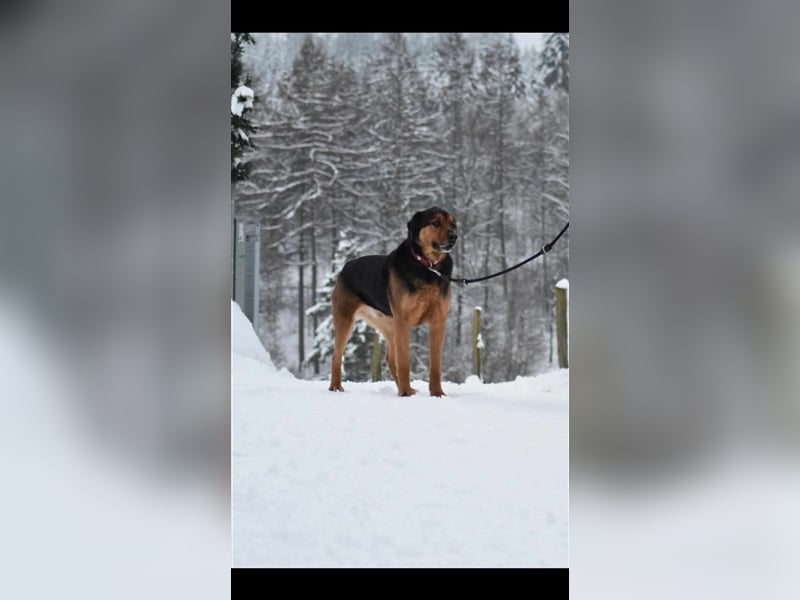 Benno (Rotti)