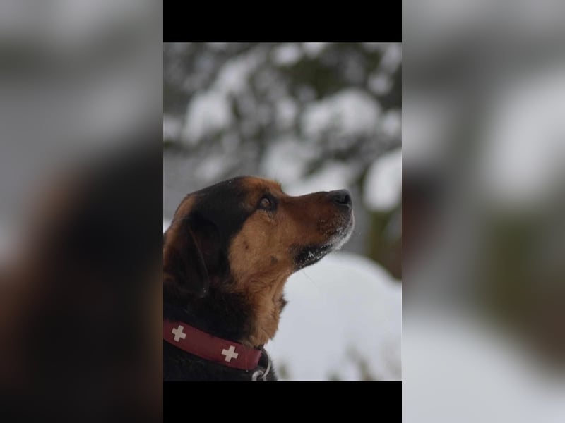 Benno (Rotti)