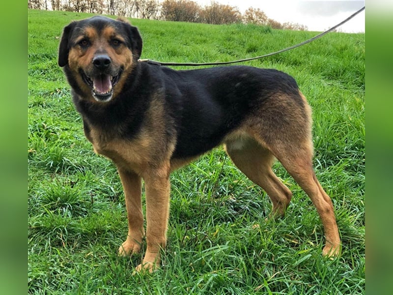 Benno (Rotti)