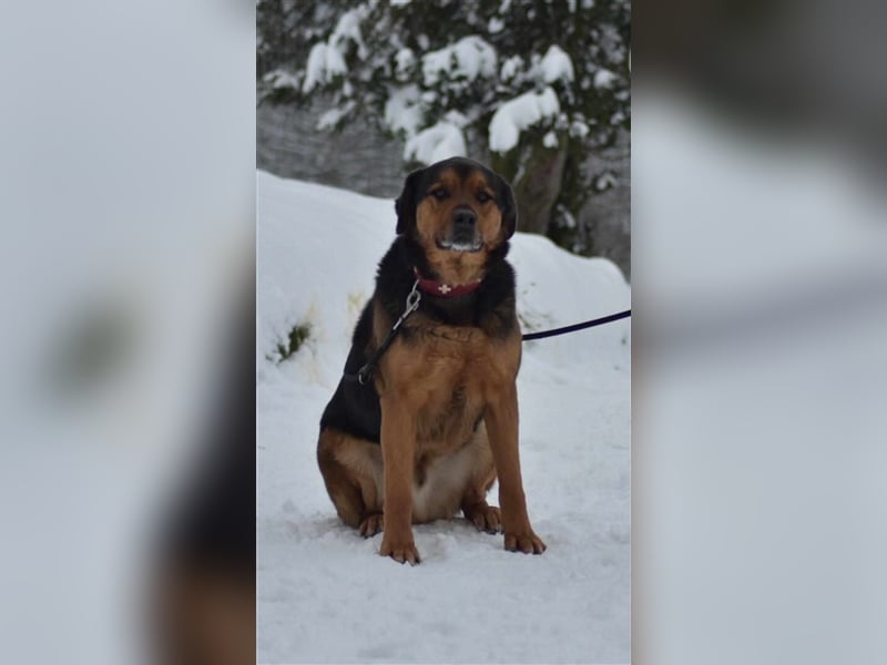 Benno (Rotti)