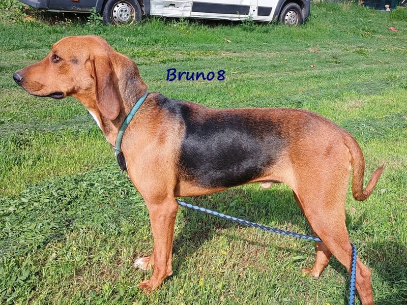 Bruno8 09/2023 (GRC) - liebenswerter und ruhiger, hübscher Junge!