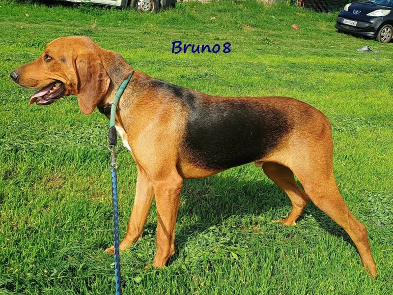 Bruno8 09/2023 (GRC) - liebenswerter und ruhiger, hübscher Junge!
