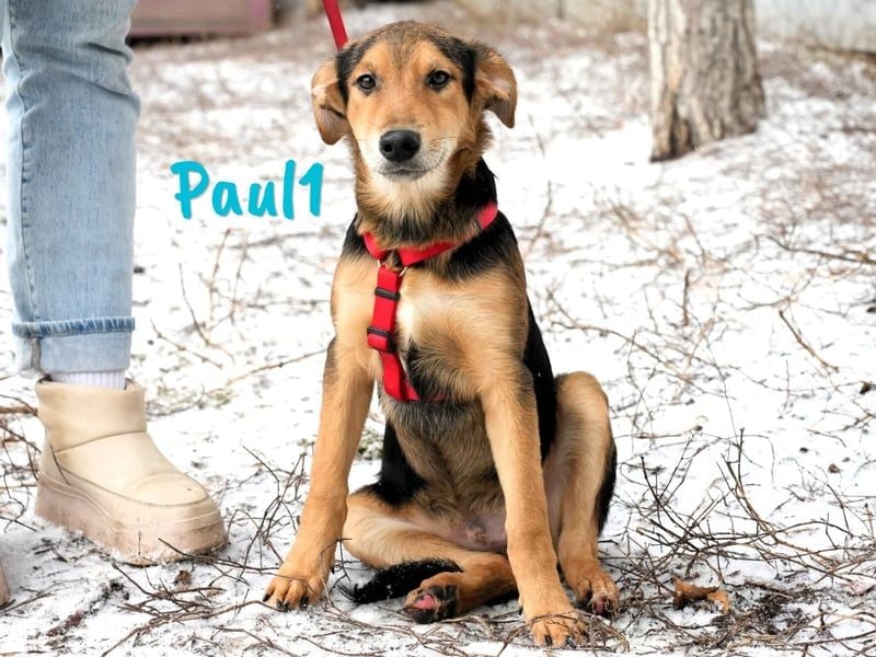 Paul1 geb. 04/2024 - verspielter, menschenbezogener und fröhlicher Junghund!