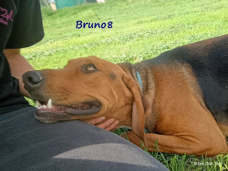 Bruno8 09/2023 (GRC) - liebenswerter und ruhiger, hübscher Junge!