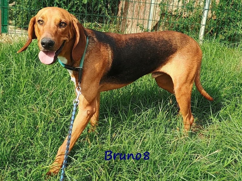 Bruno8 09/2023 (GRC) - liebenswerter und ruhiger, hübscher Junge!
