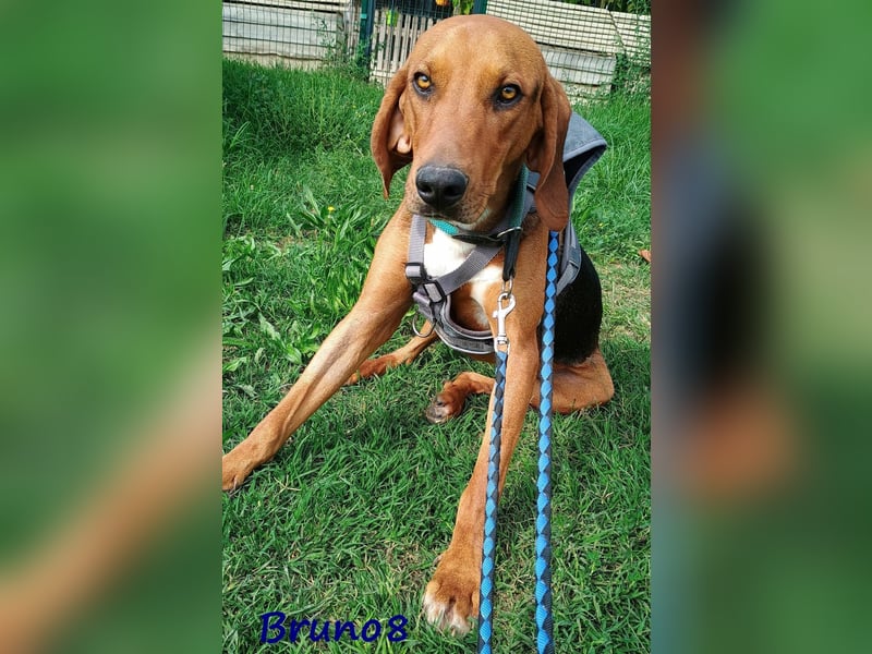 Bruno8 09/2023 (GRC) - liebenswerter und ruhiger, hübscher Junge!