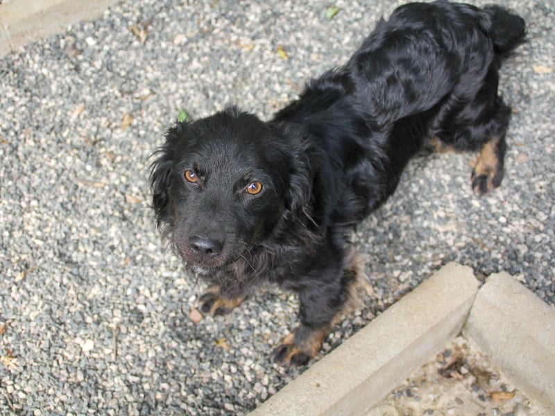 Familienhund RALF möchte sein Herz verschenken