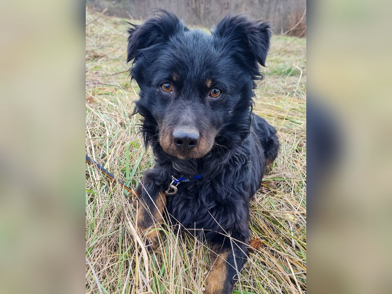 Schmusebärchen RALF ist ein ausgeglichener und verschmuster Traumbub