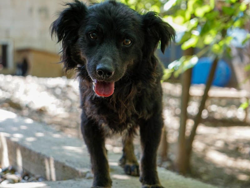 Familienhund RALF möchte sein Herz verschenken
