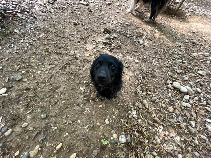 Familienhund RALF möchte sein Herz verschenken