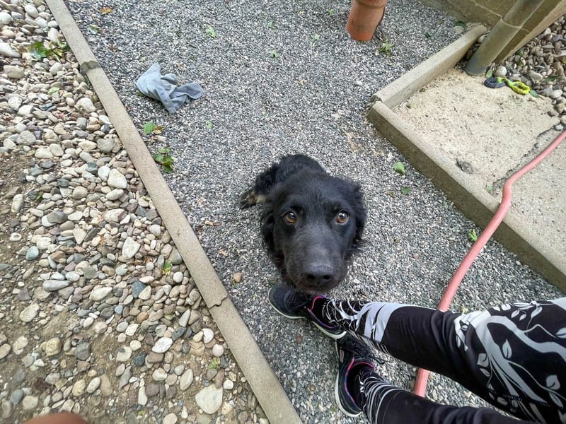 Familienhund RALF möchte sein Herz verschenken