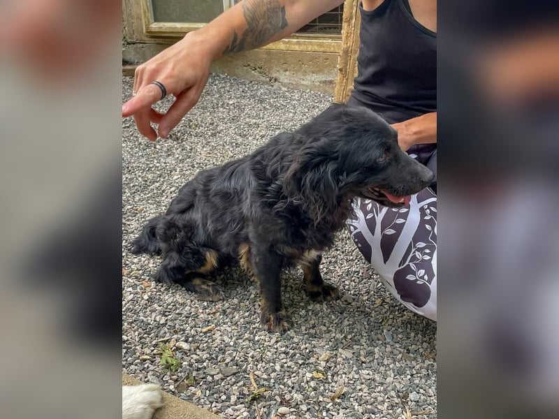 Familienhund RALF möchte sein Herz verschenken