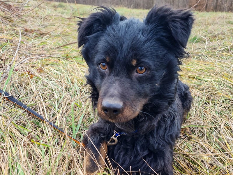 Schmusebärchen RALF ist ein ausgeglichener und verschmuster Traumbub