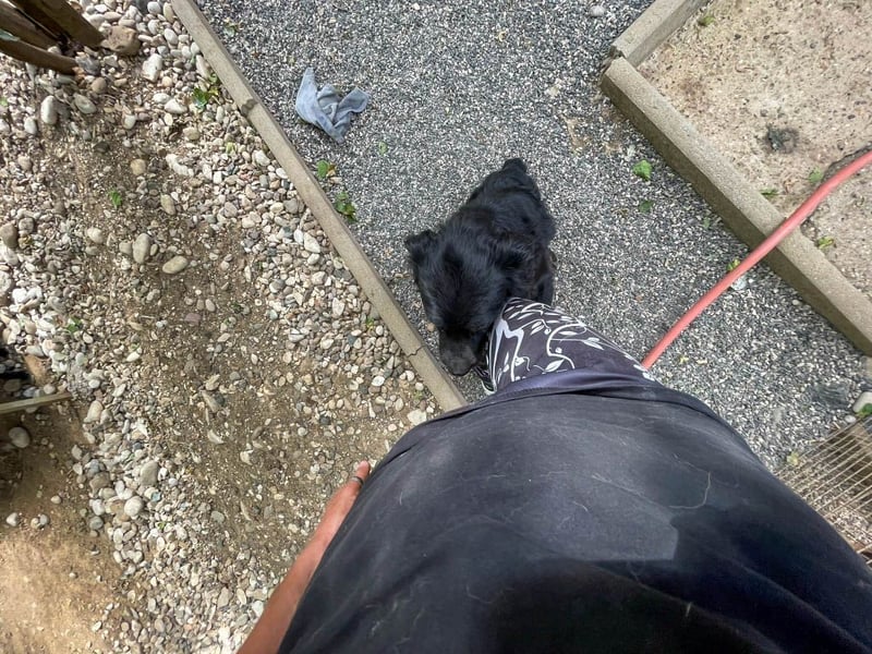 Familienhund RALF möchte sein Herz verschenken