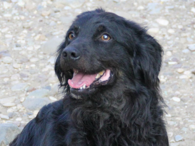Familienhund RALF möchte sein Herz verschenken