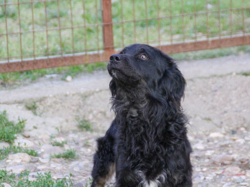 Familienhund RALF möchte sein Herz verschenken