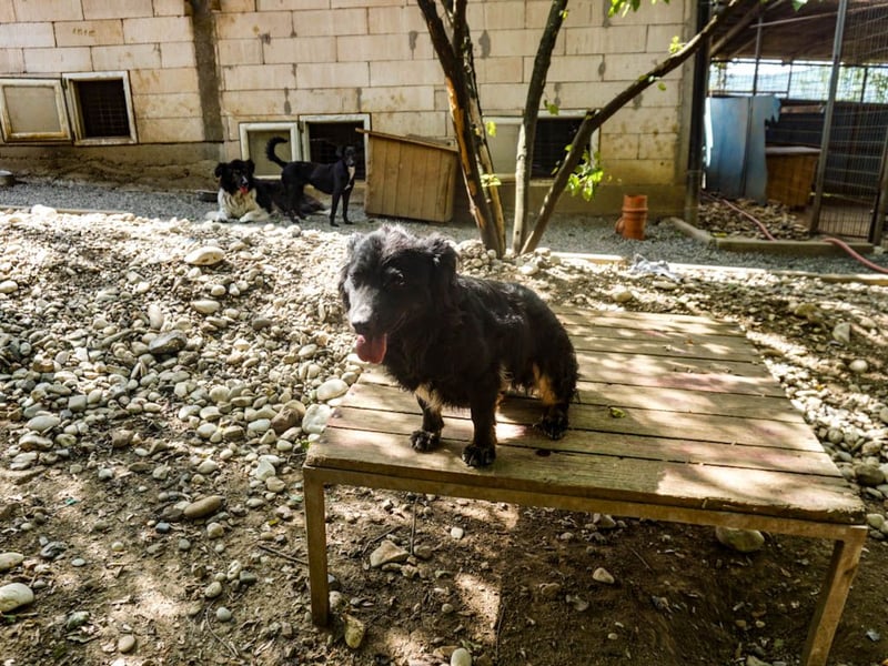 Familienhund RALF möchte sein Herz verschenken