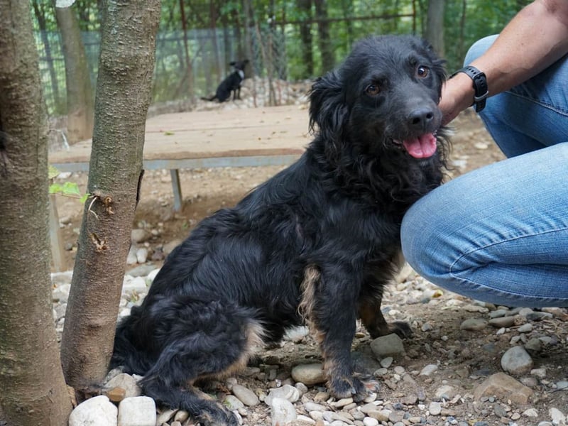 Familienhund RALF möchte sein Herz verschenken