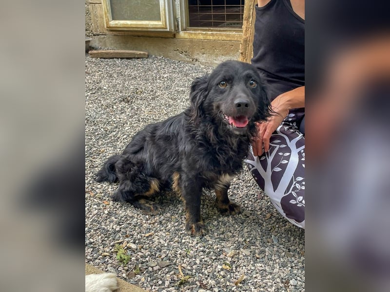 Familienhund RALF möchte sein Herz verschenken
