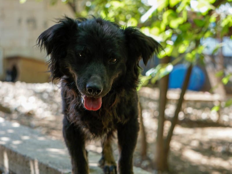 Familienhund RALF möchte sein Herz verschenken