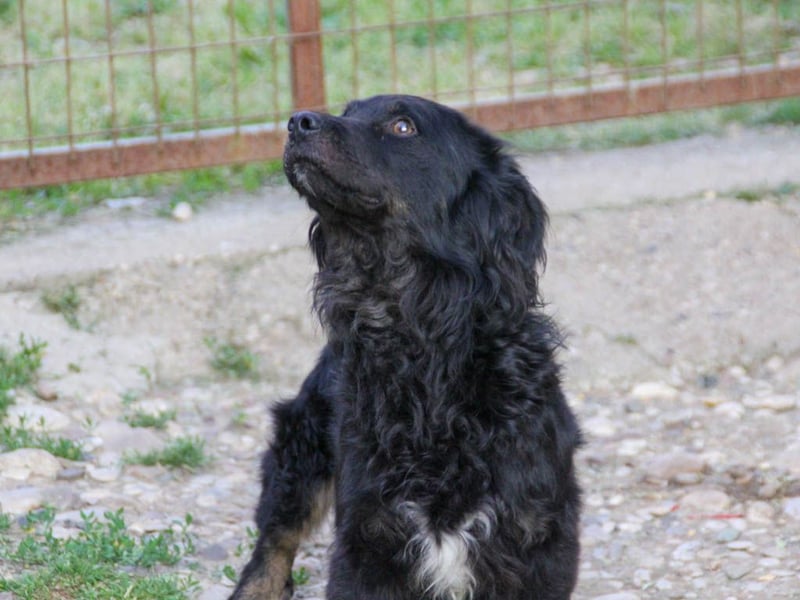 Familienhund RALF möchte sein Herz verschenken