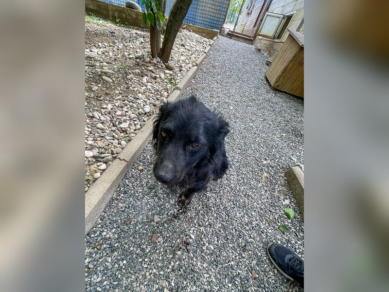 Familienhund RALF möchte sein Herz verschenken