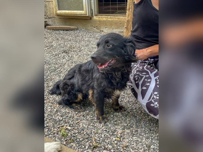 Familienhund RALF möchte sein Herz verschenken