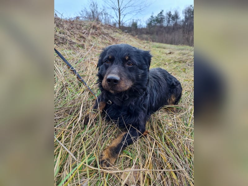 Schmusebärchen RALF ist ein ausgeglichener und verschmuster Traumbub