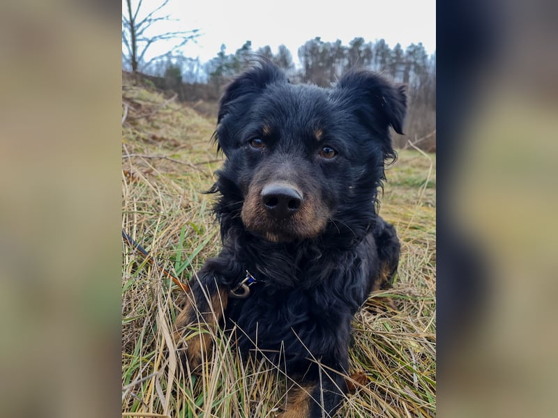 Schmusebärchen RALF ist ein ausgeglichener und verschmuster Traumbub