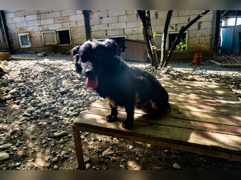 Familienhund RALF möchte sein Herz verschenken