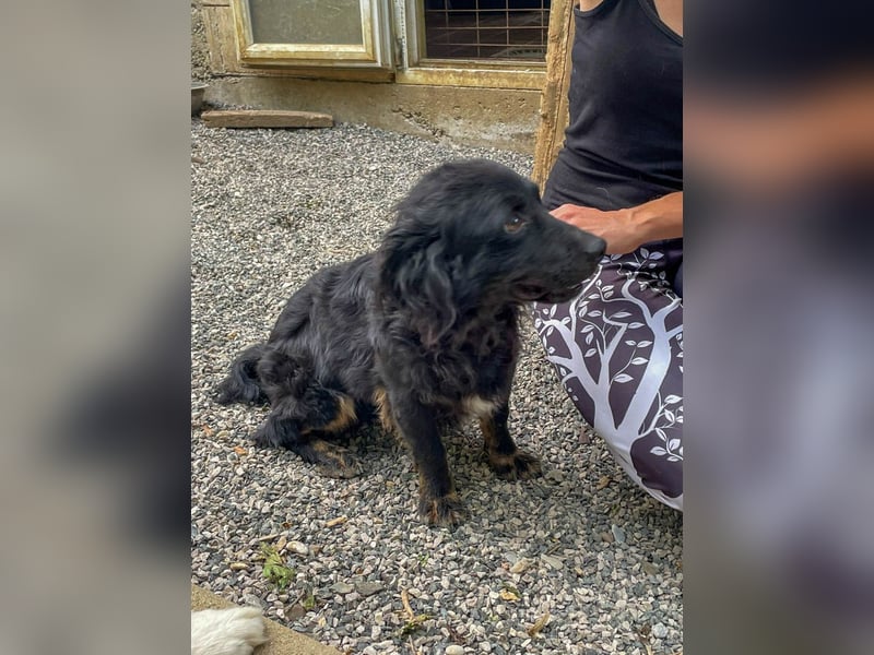 Familienhund RALF möchte sein Herz verschenken