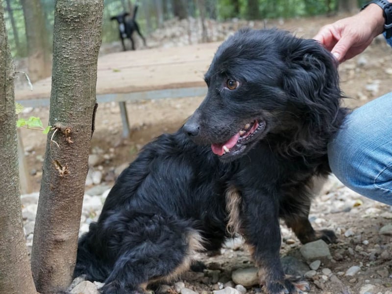 Familienhund RALF möchte sein Herz verschenken