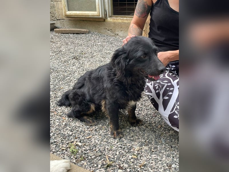 Familienhund RALF möchte sein Herz verschenken