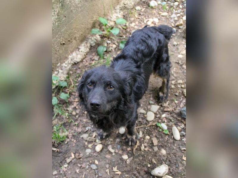 Familienhund RALF möchte sein Herz verschenken