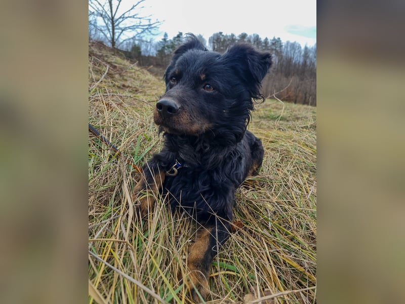 Schmusebärchen RALF ist ein ausgeglichener und verschmuster Traumbub