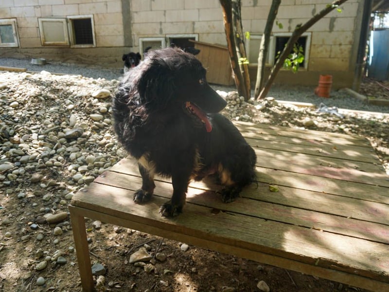 Familienhund RALF möchte sein Herz verschenken