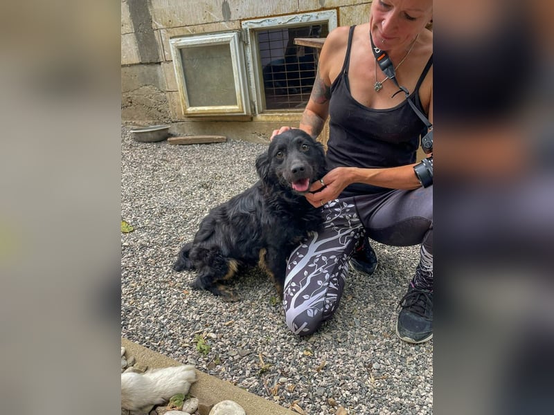 Familienhund RALF möchte sein Herz verschenken